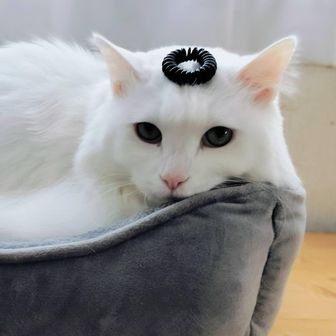 しばにゃん(ΦωΦ)💗