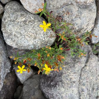 今日1番で美しかったお花…名前は不明