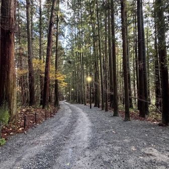 ライトもあってステキな小径