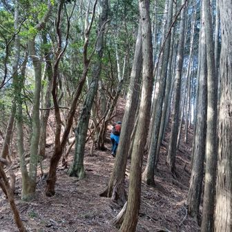 高峰山の下りと、その後の尾根までの登りが激しくて、私は苦戦しました。写真どころじゃないよ。
尾根まで登ってほっと一息です🤣