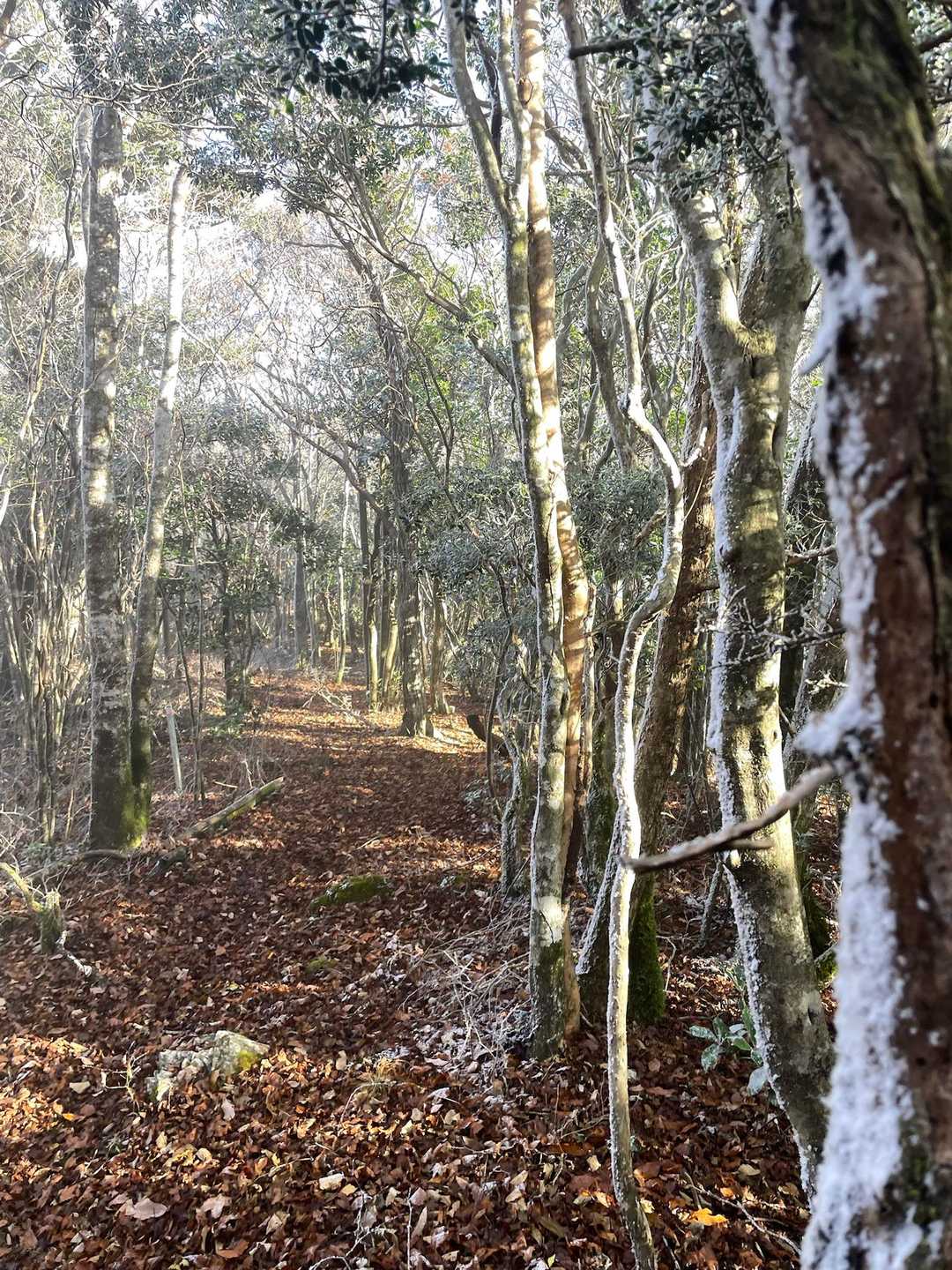ちょっと白くなってきた
