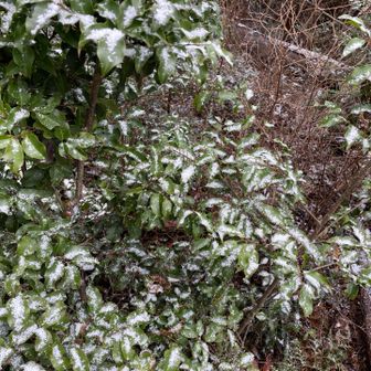 雪が積もりかけています。