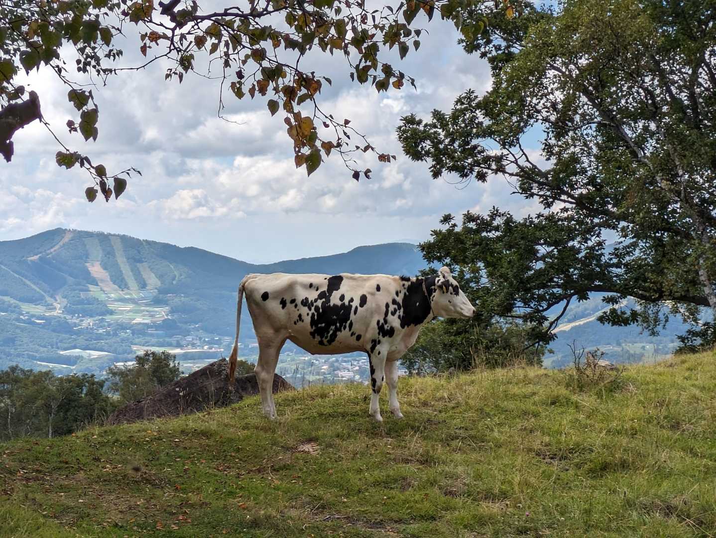 🐄さんがお出迎え🐮モー
