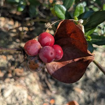 今日は実が多いな🔴