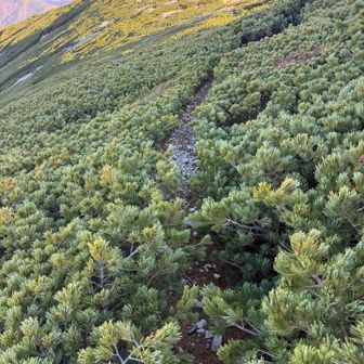 私は弓折岳まで縦走するのでしばらくは歩きやすいハイマツ帯を進みます