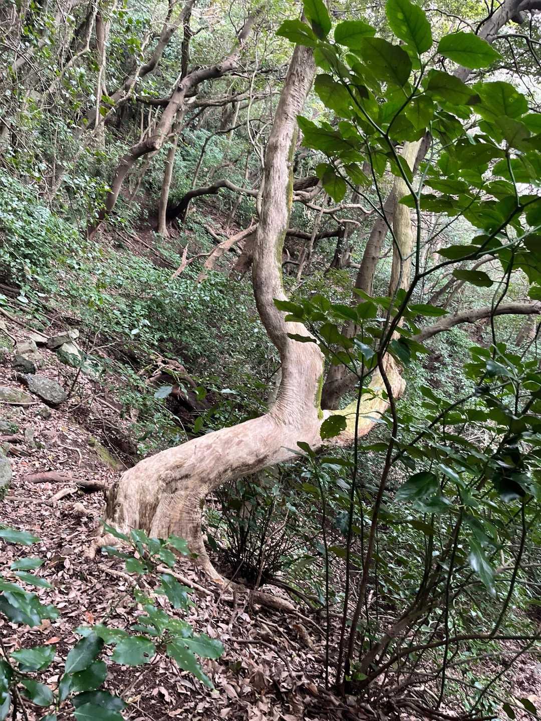 可也山 縦走コースの写真