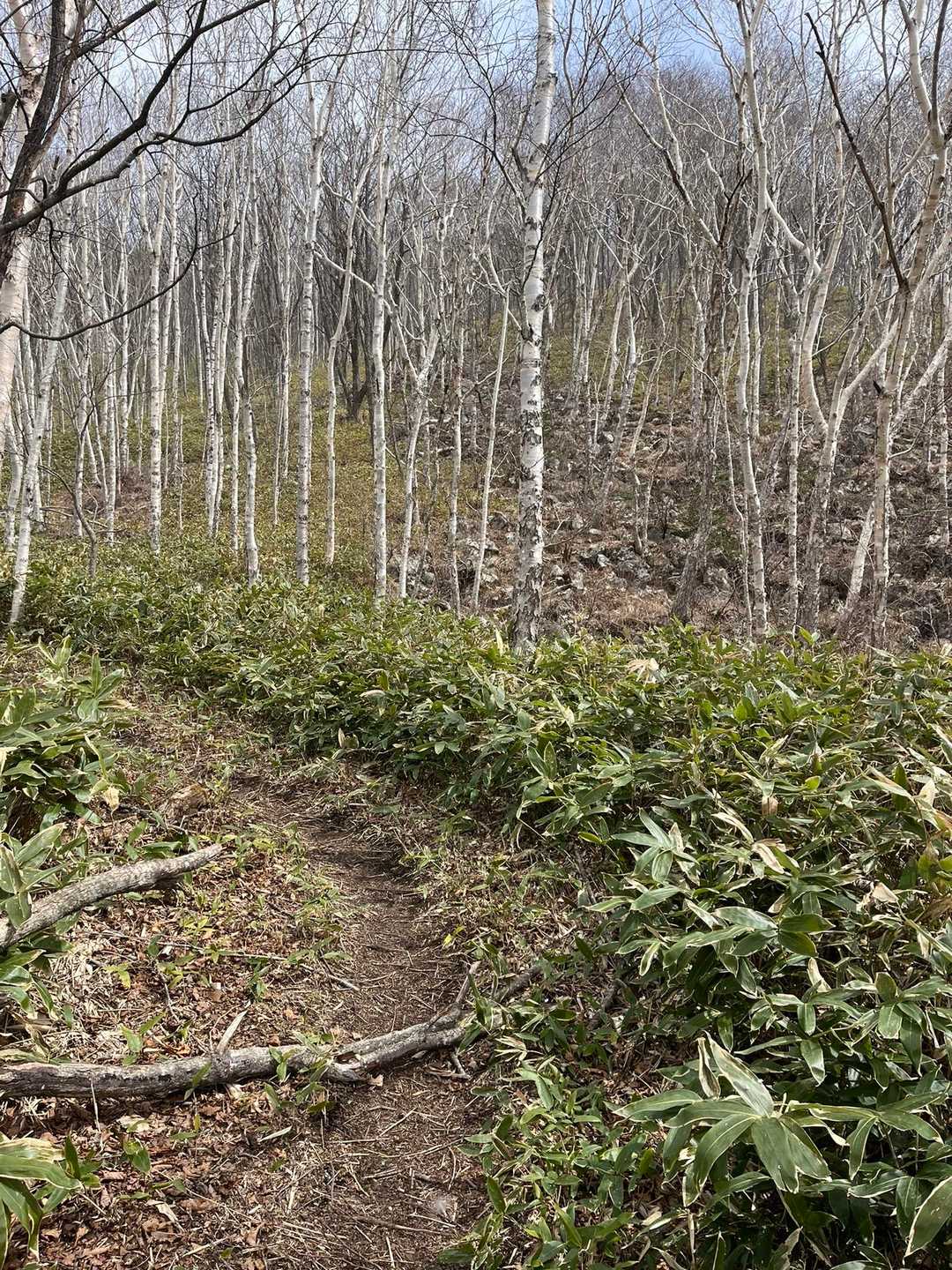 ヌプカの里登山口-岩石山 往復コースの写真