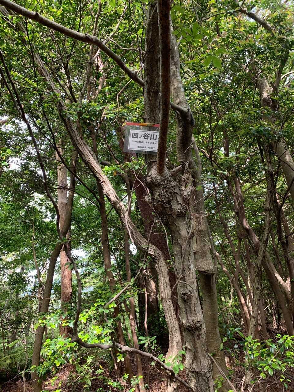四ノ谷山の写真