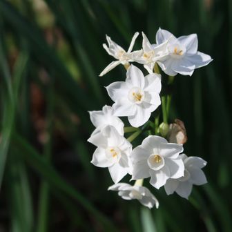 よく見るといろいろな種類のスイセンが植えられています
