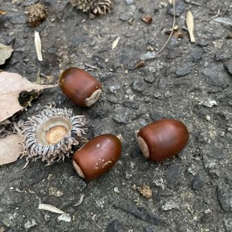 どんぐりいっぱい。
栗🌰が食べたくなった！