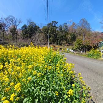 二ノ鳥居からは女坂で下山です。駐車場の対面は菜の花が満開でした。自宅の傍で お花見は済ませていましたが、春のハイキングを近場の山でも楽しむことが出しました
