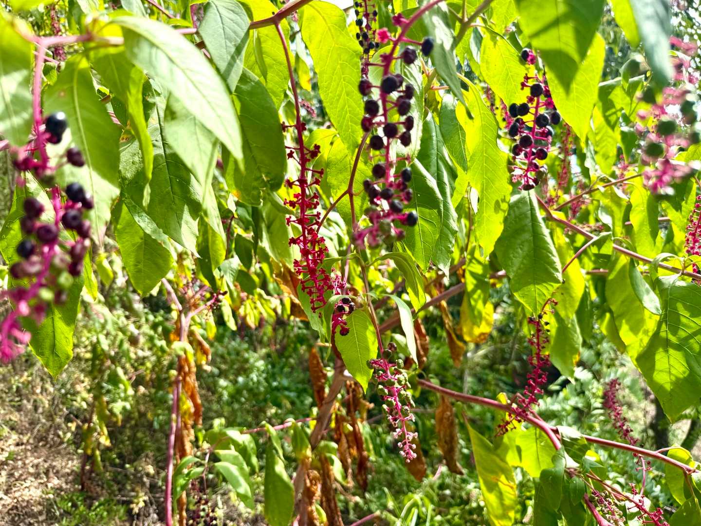 下ってきました〜🥵

小さな赤い実が沢山なってますが…

Google先生　ヨウシュヤマゴボウ
有毒植物らしい🤔