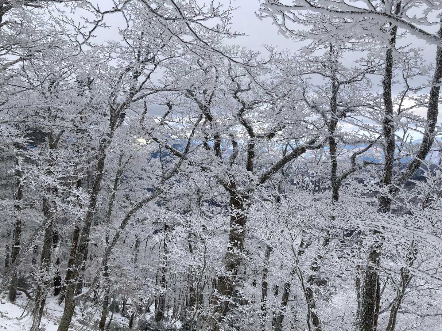 鉄山-修覆山-弥山-聖宝ノ宿跡-弁天ノ森-弥山登山口 周回コースの写真
