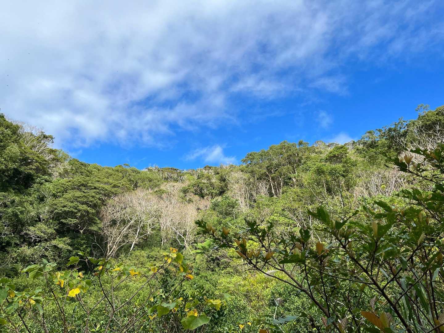 これからネクマチヂ岳に登ります。
晴れた☀️