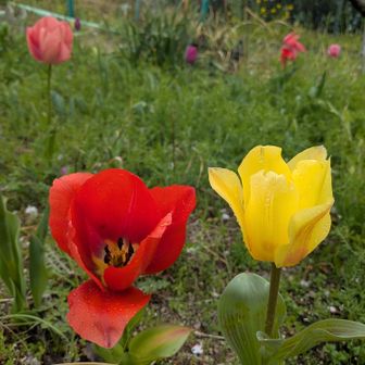 チューリップが早咲きですね～