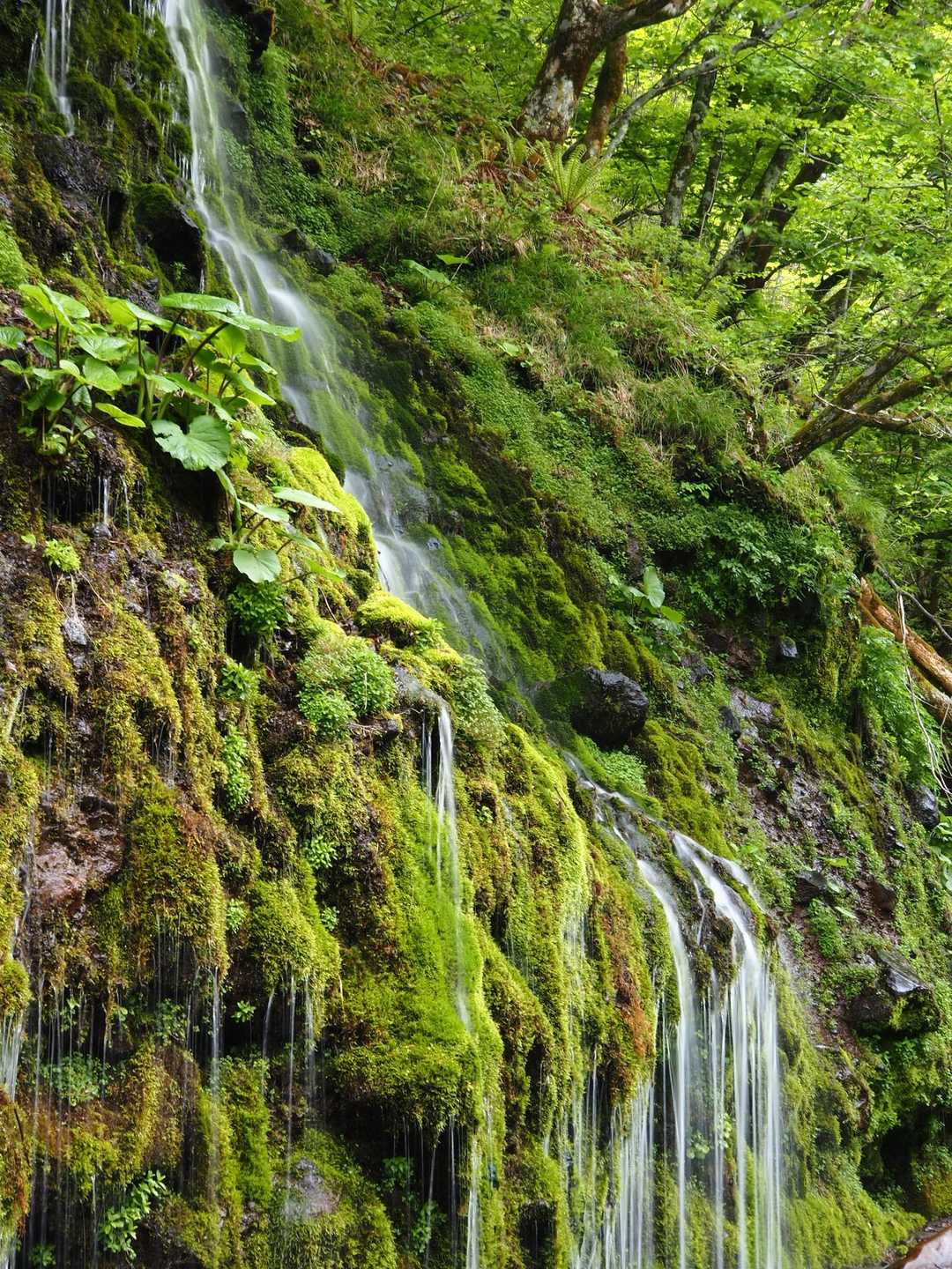 美し森山 周回コースの写真