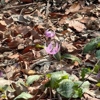 カタクリ
ポツポツ咲いてた^ ^