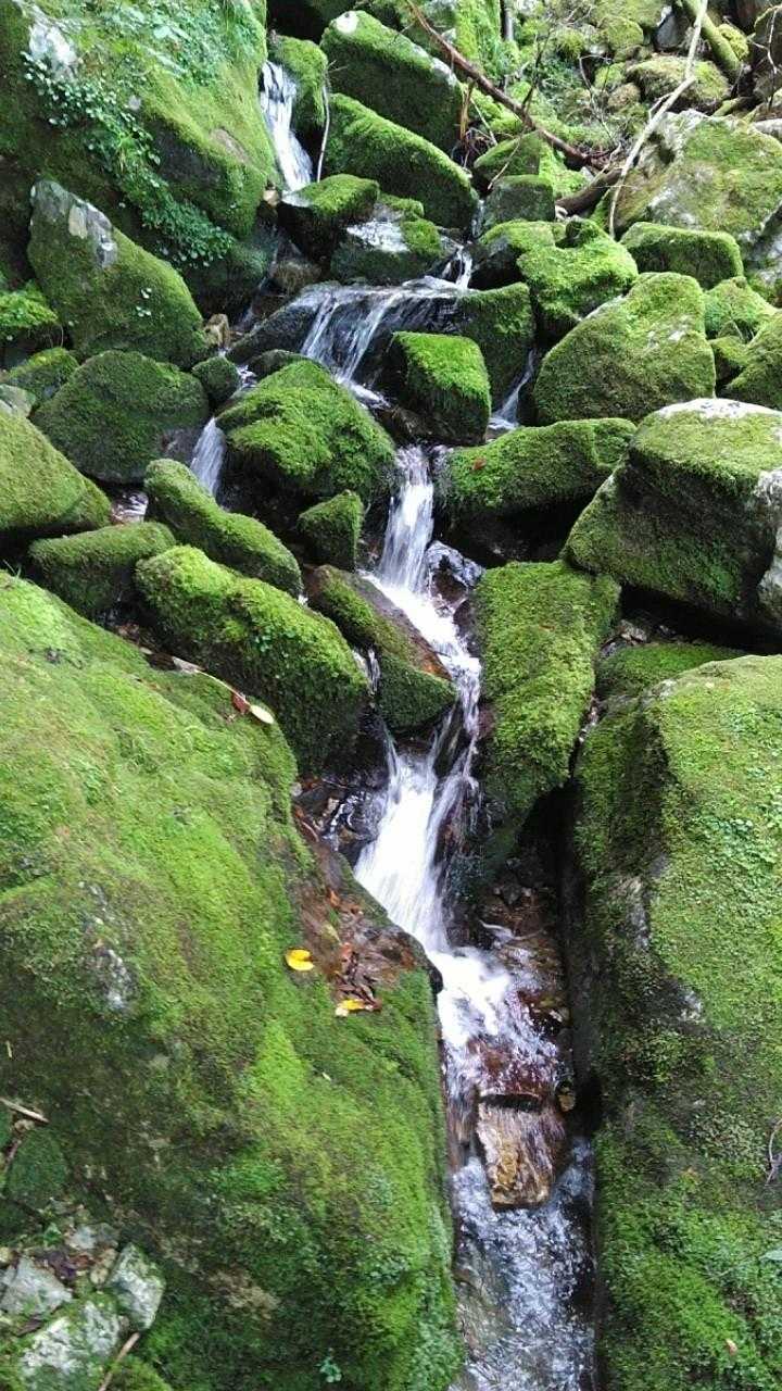 綺麗な苔の沢