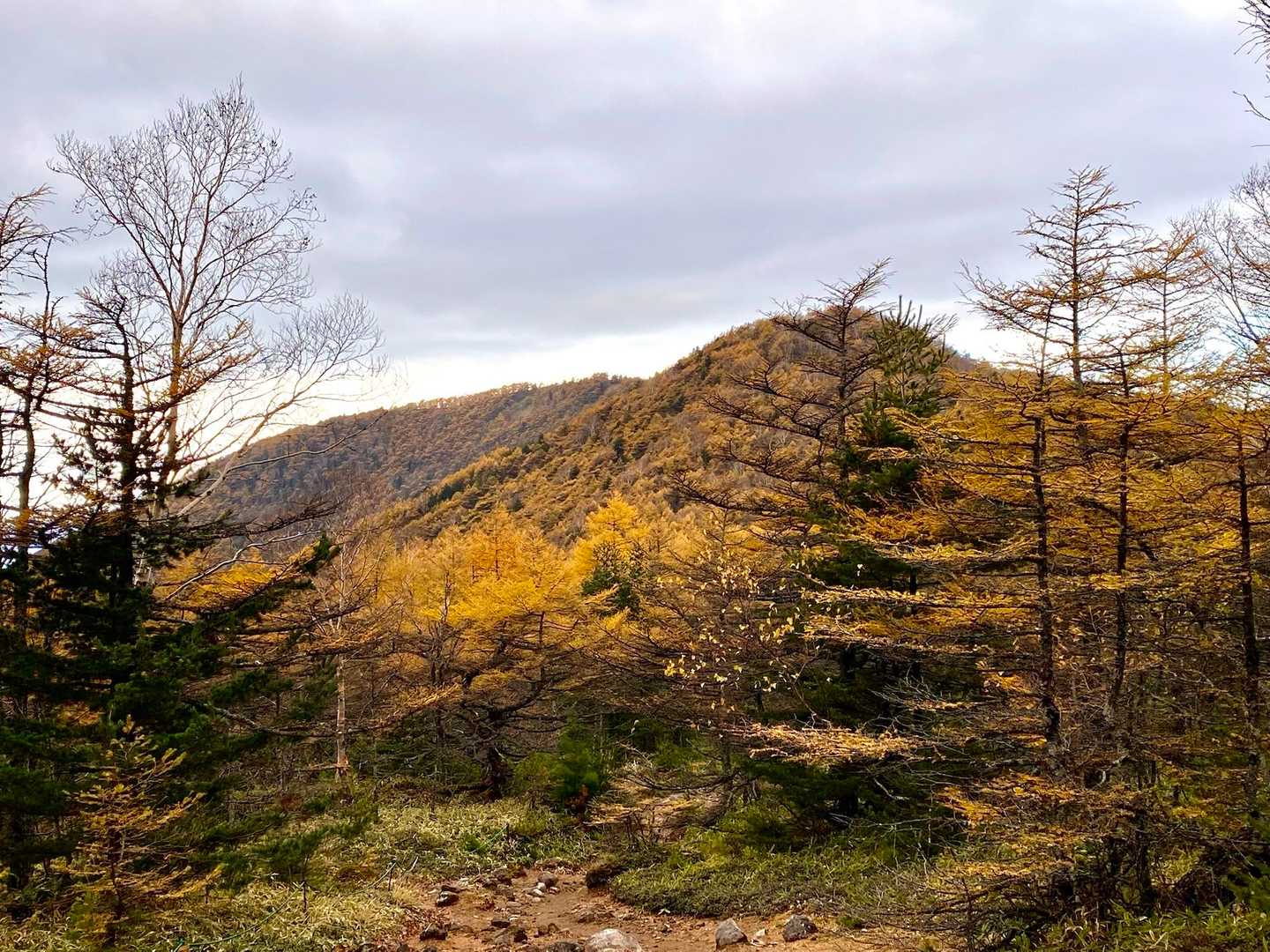 表コース-トーミの頭-黒斑山-蛇骨岳-中コースの写真