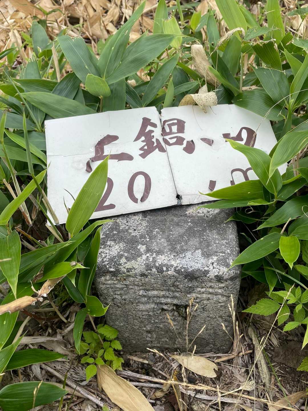 土鍋山の三等三角点△到着
ココが本当の山頂🤔？