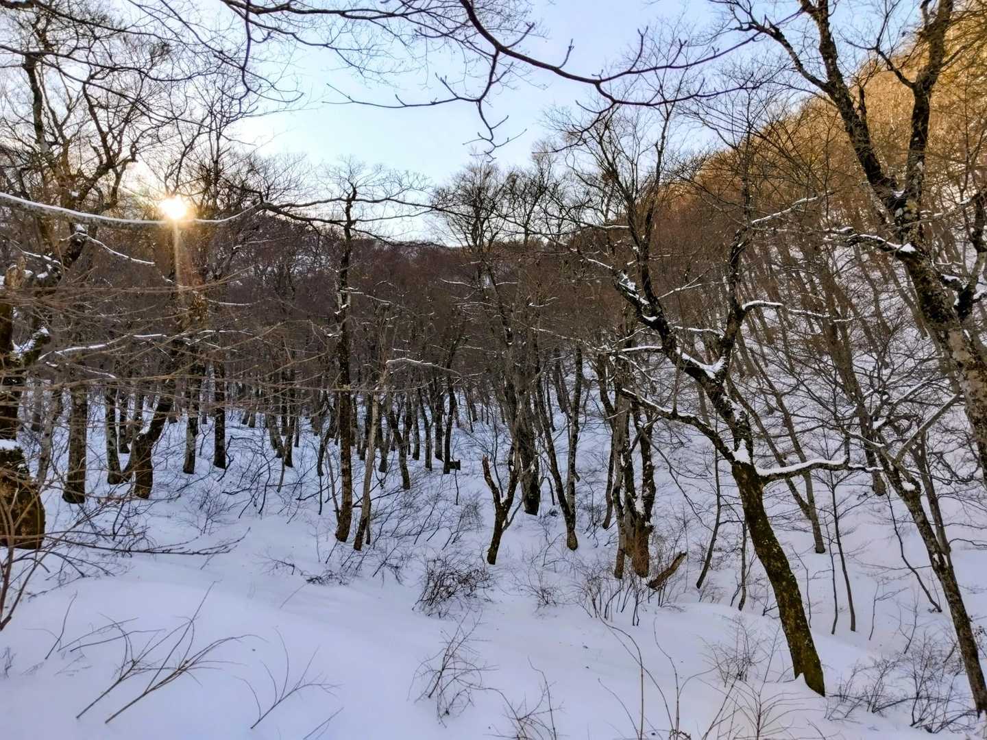 積雪のブナ林♥️