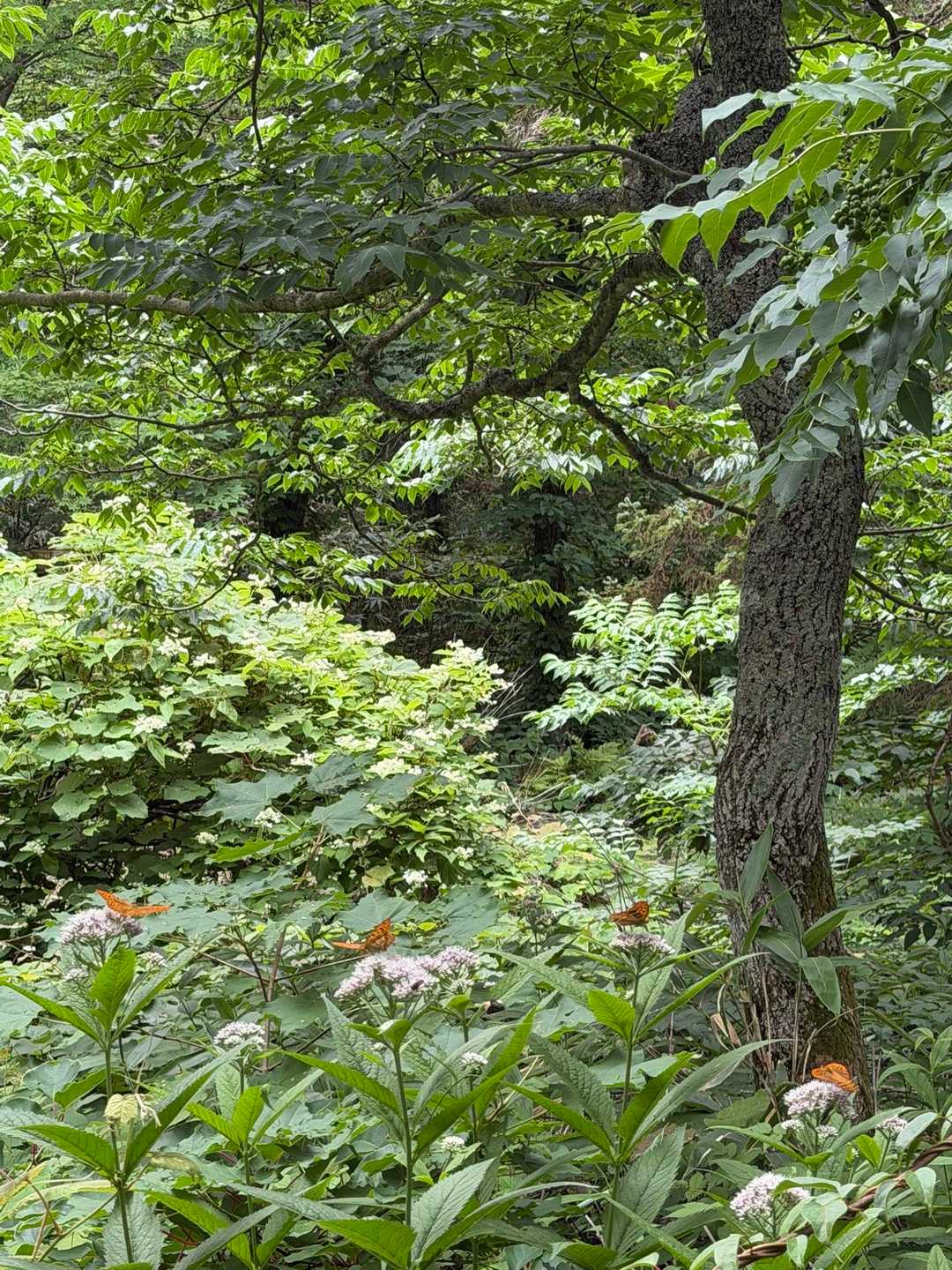 下山中にも高山蝶🦋が！
ヨツバヒヨドリに群がってます。