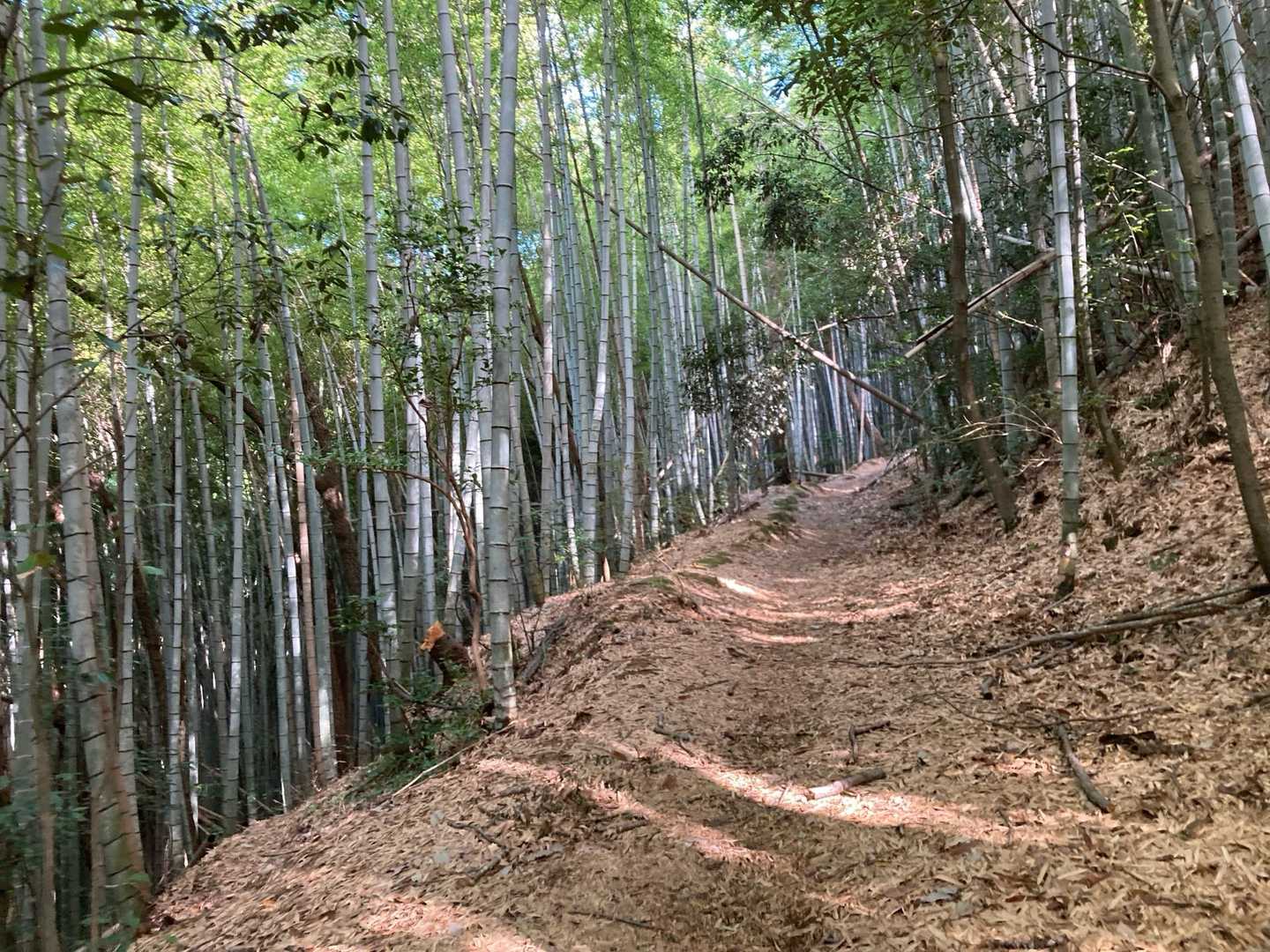 スタートしてすぐの登りは
いつもきついですよね😅