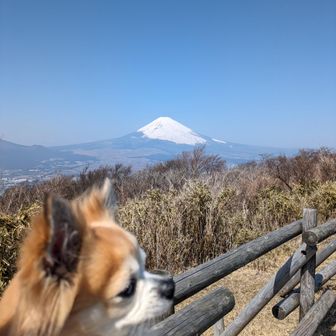 ぶんた