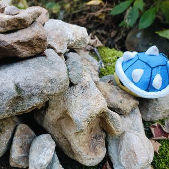 🐢