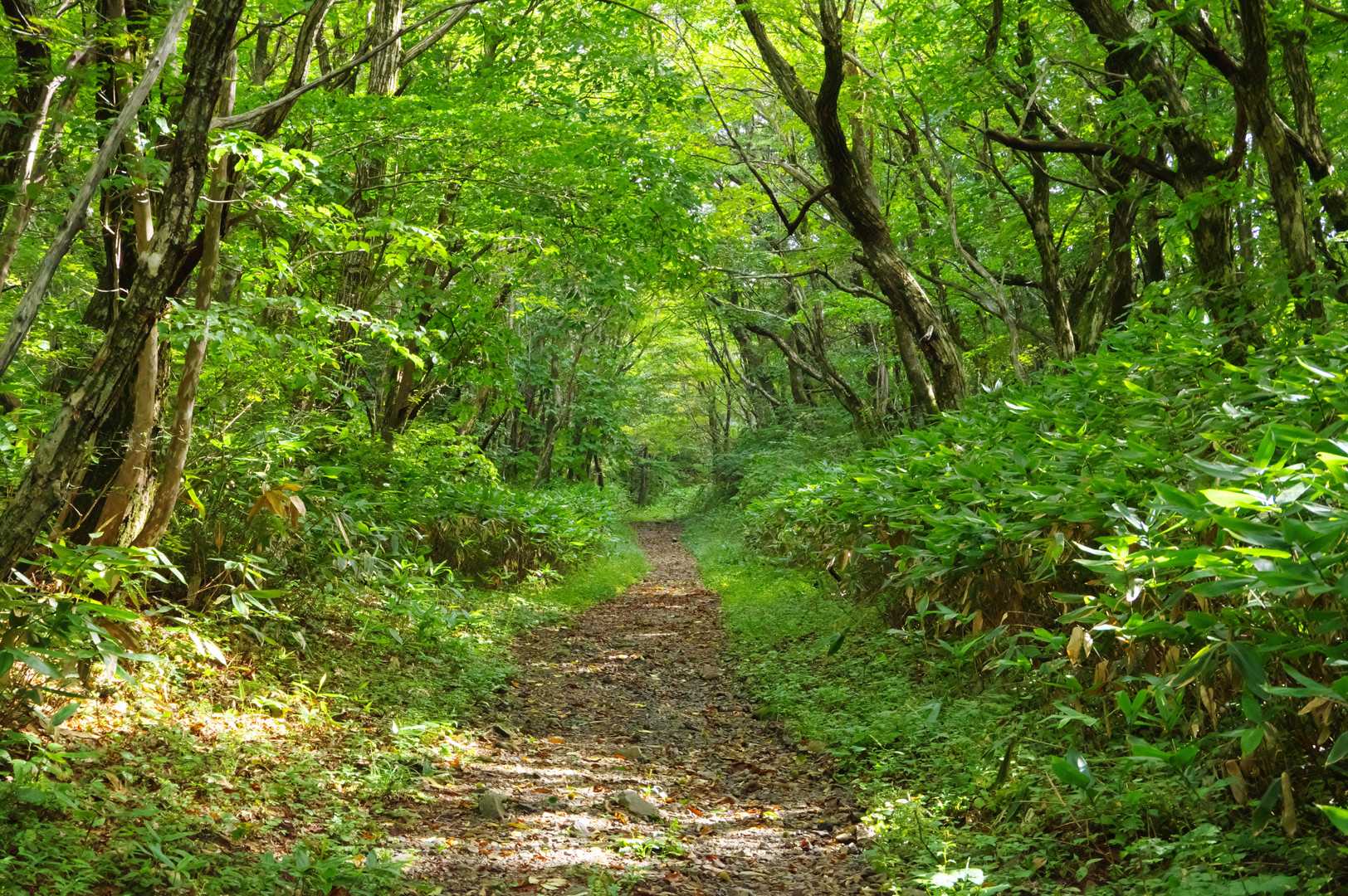 登山口からしばらく砂利道。緑が溢れてる
