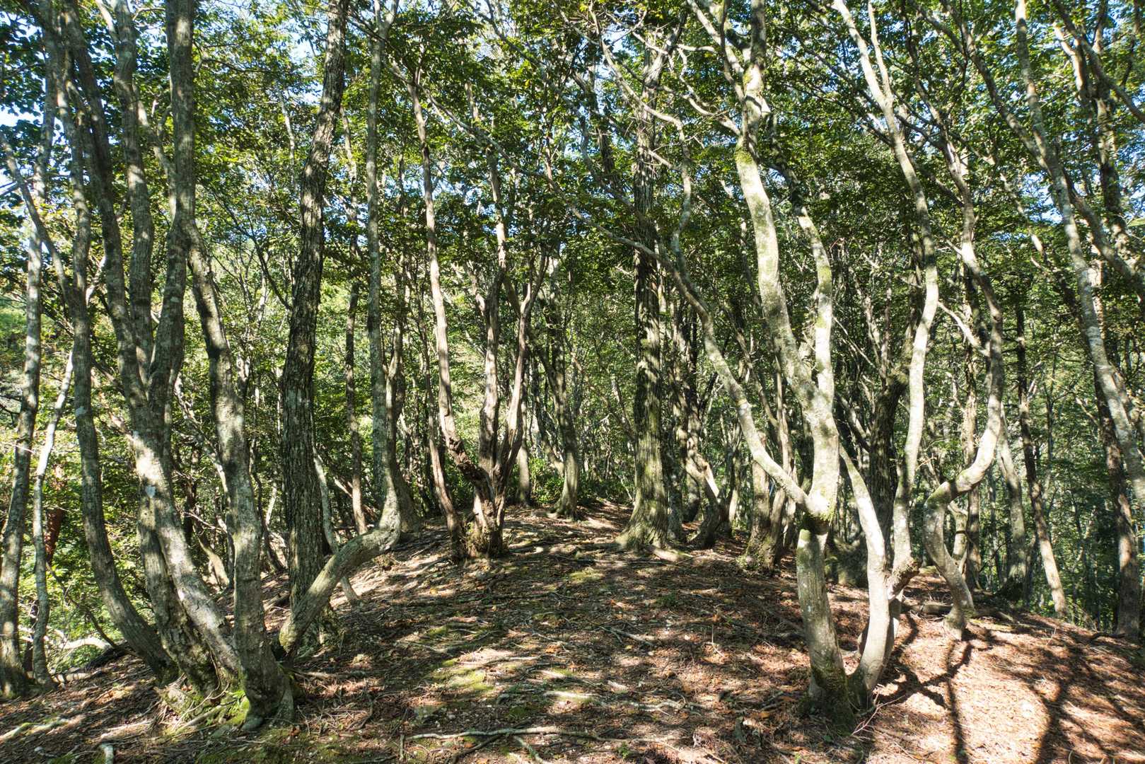 尾根が広いので。踏み跡はもひとつ不明瞭です。