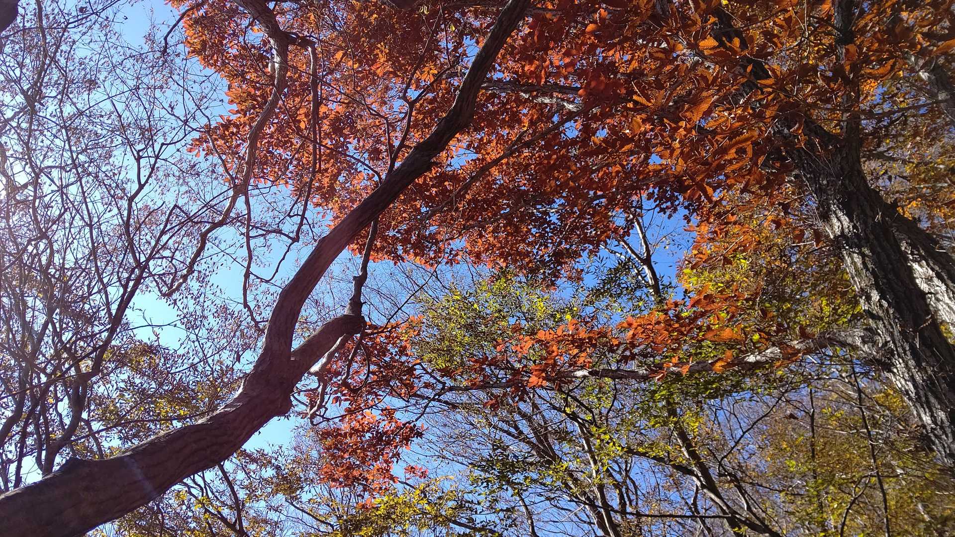 紅葉🍁がキレイでした😊