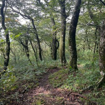 残念ながら終始展望は無い山です。