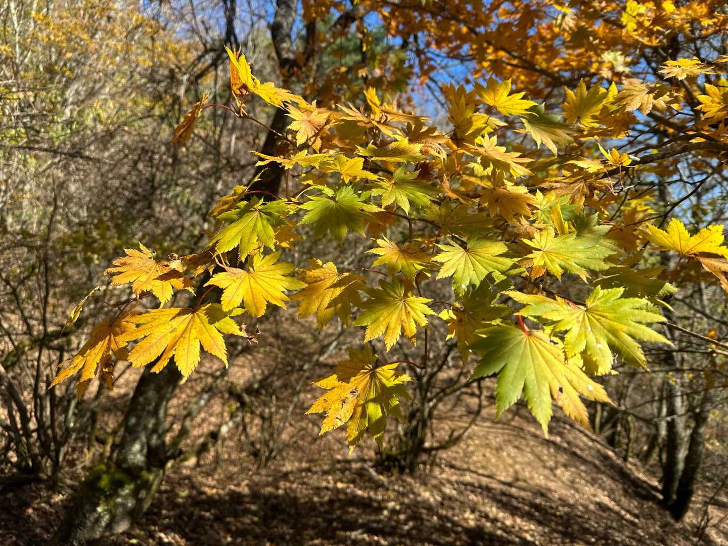 三ツ峠入口-旧御坂峠-コブ岩ノ頭-黒岳-すずらん峠-破風山 縦走コースの写真