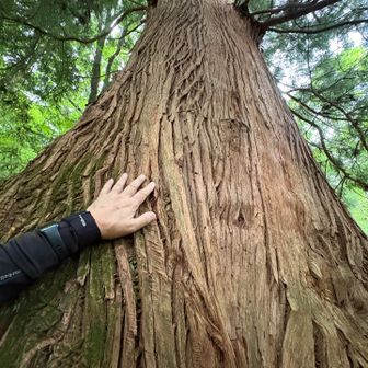 五合目小屋手前の大杉