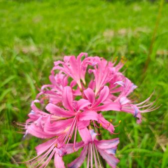 ヒガンバナというよりもリコリス😃
Lycorisって、海の神で金髪とのこと。

路の辺の　壱師の花の　いちしろく...
あとの句は...🤭

壱師って、ヒガンバナなのかな〜🤔