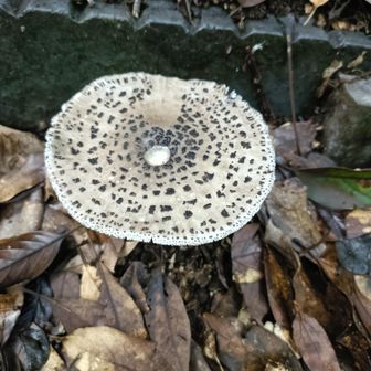 ヘビキノコモドキ（グーグルレンズ調べ、毒キノコらしい）