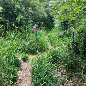 ただし、北側からの登山道は少し草が多い。
これからの季節は虫が飛んできそう。。。😵