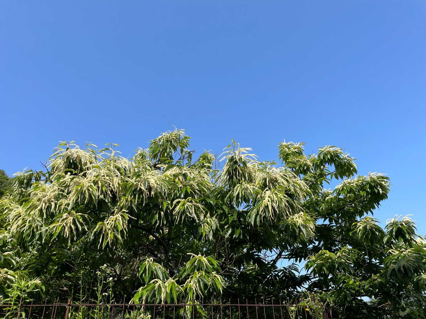 栗の花満開