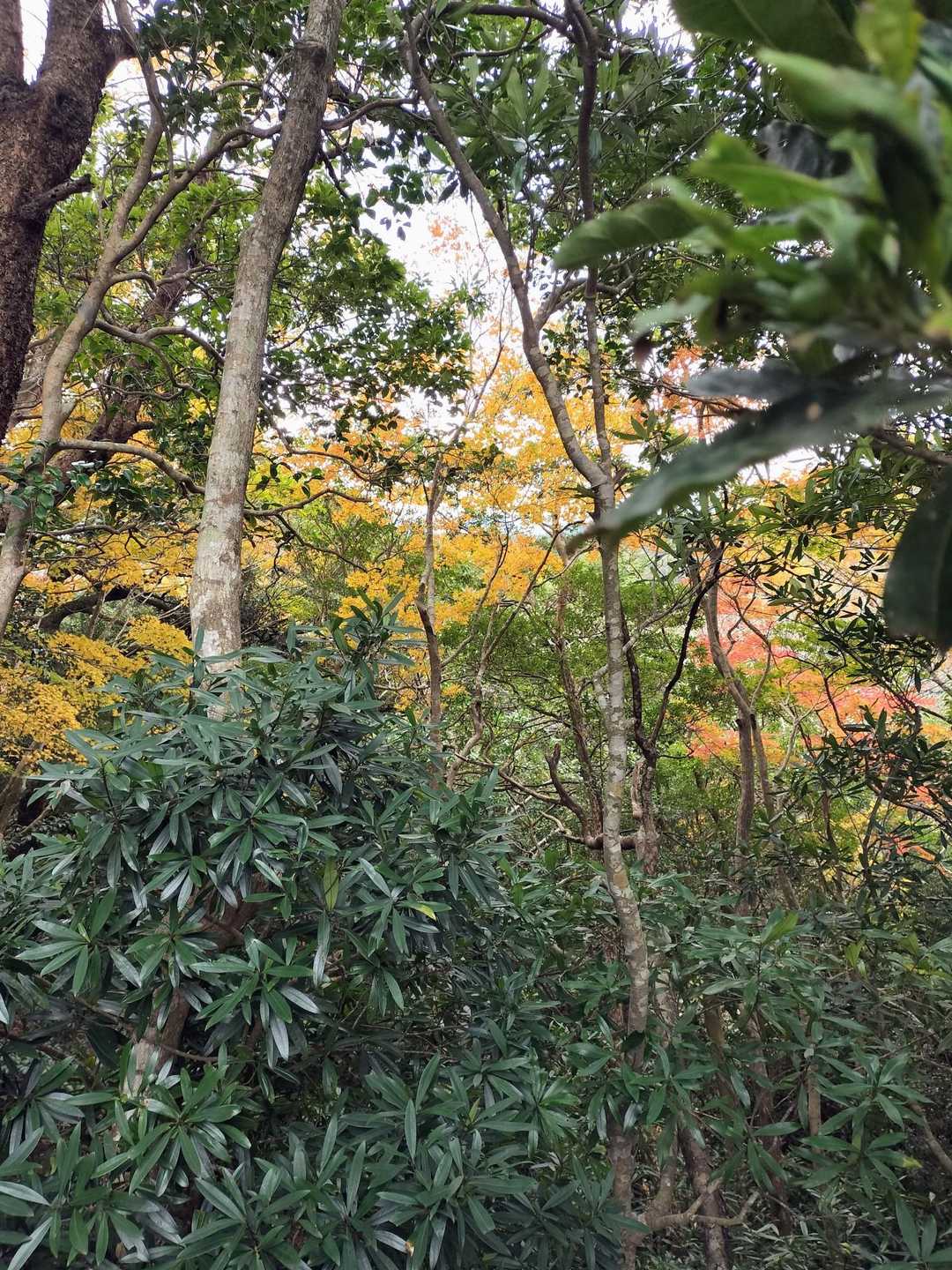 まだ紅葉🍁が残っていました