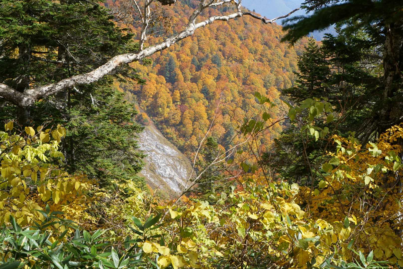 隣の尾根も良い色付き