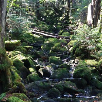 小川も苔むしむし