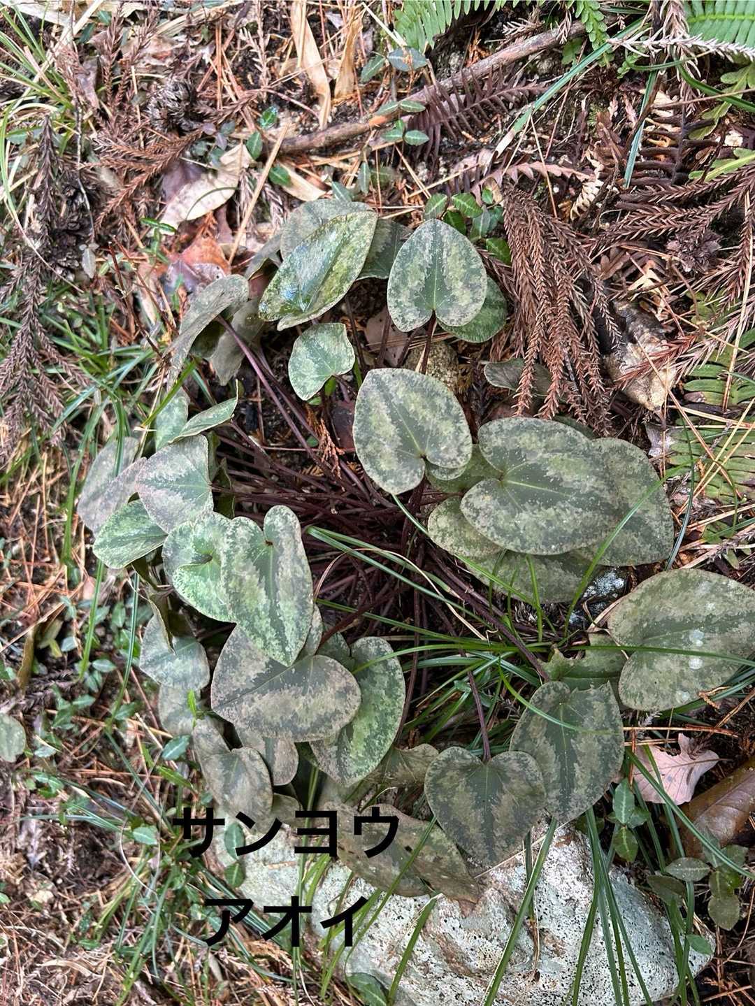 サンヨウアオイと教えて頂きました。
下の方に紫色の花が咲くそうです😍
