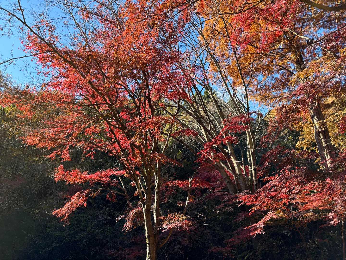 宇都宮市森林公園駐車場登山口-手岡峠-長倉山 周回コースの写真