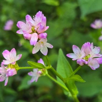 下山してきて、ふれあいの森😊
ミゾソバがたくさん咲いてました💕
