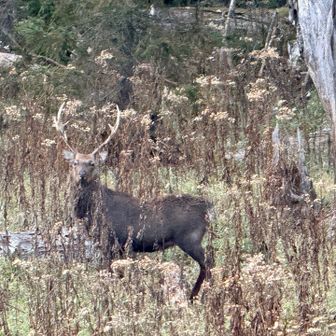 駐車場手前で
思わぬ珍客、オツカレサマデシタ！！
