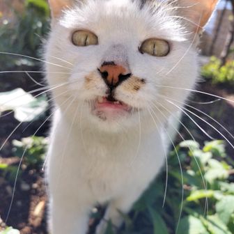 しろちゃん