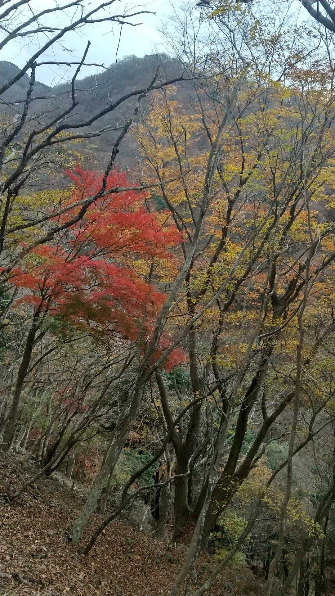紅葉まだ残っていた