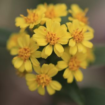 黄色いからアキノキリンソウ？
ではなく、キリンソウという別種の花に似ているからだそう。