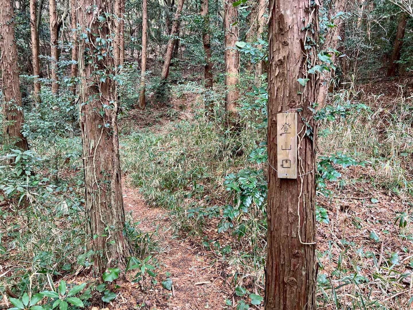 神社の左側に登山ルートがあります。